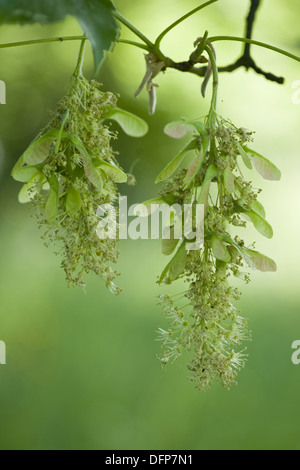 L'érable sycomore, acer pseudoplatanus Banque D'Images
