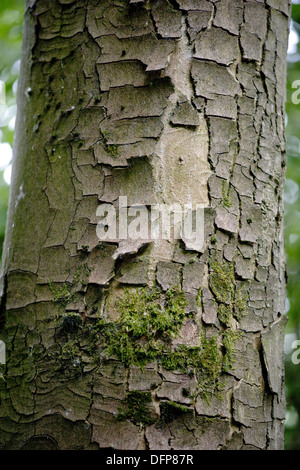 L'érable sycomore, acer pseudoplatanus Banque D'Images