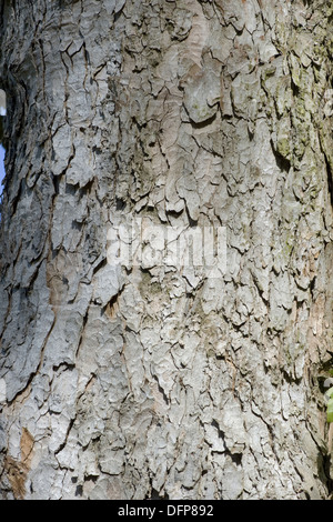 L'érable sycomore, acer pseudoplatanus Banque D'Images