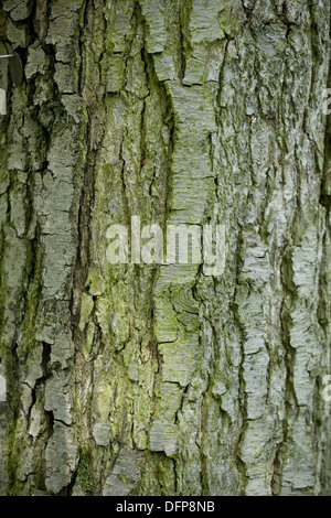 L'aulne glutineux, Alnus glutinosa Banque D'Images