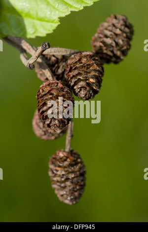 L'aulne, Alnus incana gris Banque D'Images