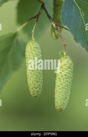 Le bouleau verruqueux (Betula pendula Banque D'Images