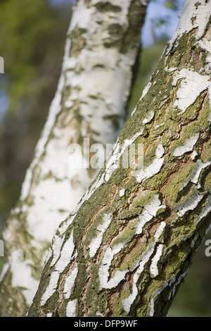 Le bouleau verruqueux (Betula pendula Banque D'Images