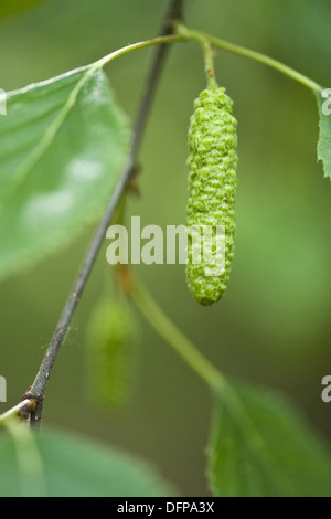 Bouleau pubescent (Betula pubescens Banque D'Images