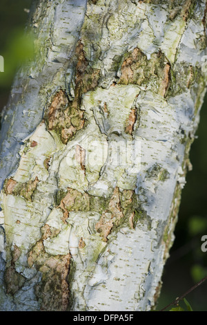 Bouleau pubescent (Betula pubescens Banque D'Images