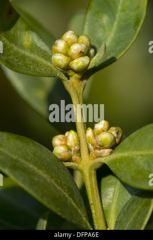 Common box, Buxus sempervirens Banque D'Images