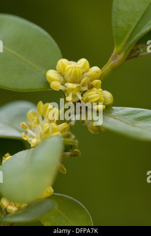 Common box, Buxus sempervirens Banque D'Images