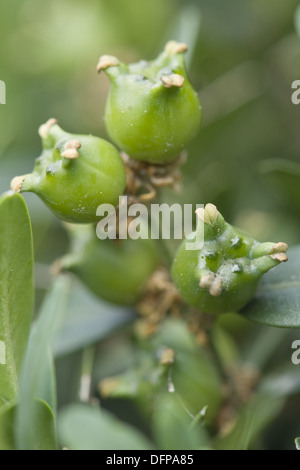 Common box, Buxus sempervirens Banque D'Images