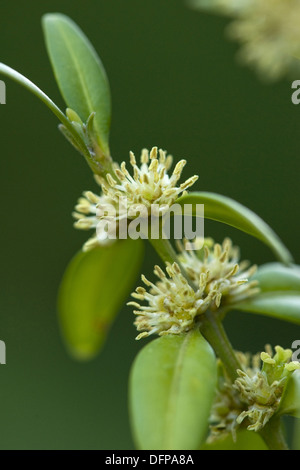 Common box, Buxus sempervirens Banque D'Images