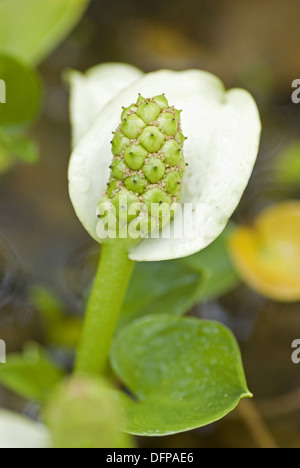 L'arum, Calla palustris l'eau Banque D'Images