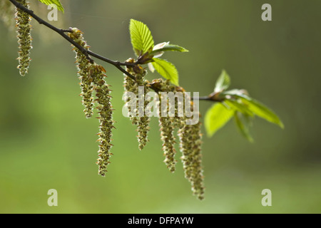 Charme commun carpinus betulus, Banque D'Images