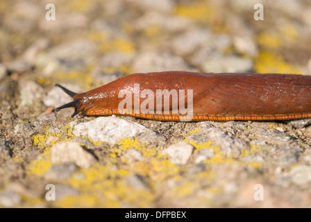 L'Espagnol slug (Arion vulgaris), Central Bohemia, République Tchèque Banque D'Images