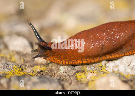 L'Espagnol slug (Arion vulgaris), Central Bohemia, République Tchèque Banque D'Images