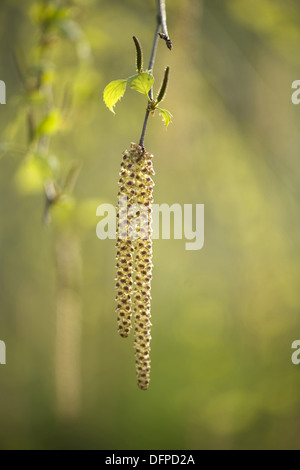 Le noisetier commun Corylus avellana, Banque D'Images