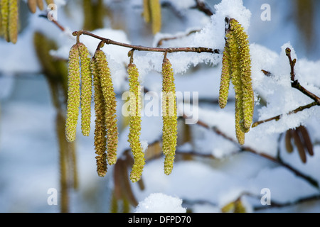 Le noisetier commun Corylus avellana, Banque D'Images