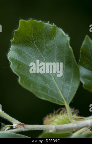 Le hêtre, Fagus sylvatica Banque D'Images