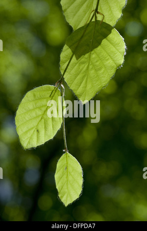 Le hêtre, Fagus sylvatica Banque D'Images