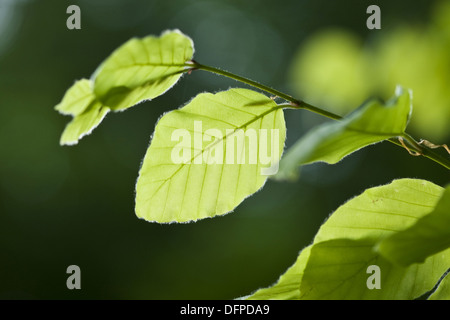 Le hêtre, Fagus sylvatica Banque D'Images