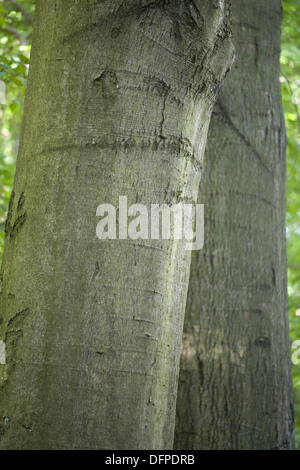 Le hêtre, Fagus sylvatica Banque D'Images