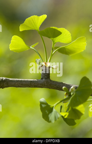 Le ginkgo, Ginkgo biloba Banque D'Images