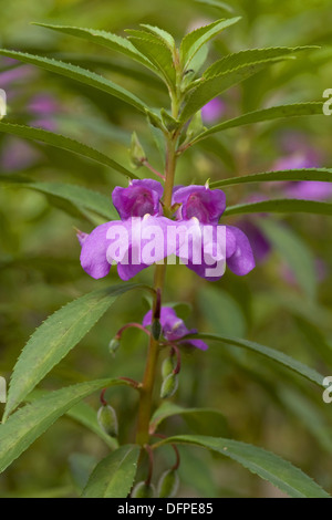 Lady's Slipper, Impatiens Balsamina Banque D'Images