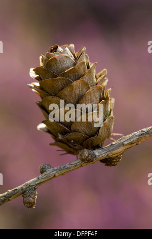 Mélèze d'Europe, Larix decidua Banque D'Images