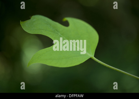 Liriodendron tulipifera tulipier de Virginie, Banque D'Images