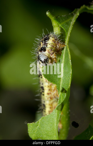 Larve/caterpillar du Grand Blanc - Pieris brassicae, le jardin, England, UK Banque D'Images