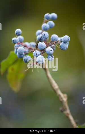 Mahonia Mahonia aquifolium, Banque D'Images