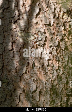 Epicéa picea omorika, serbe Banque D'Images