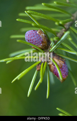 Epicéa picea omorika, serbe Banque D'Images