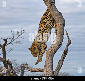 Leopard descendant tree, Kruger National Park, Afrique du Sud. Banque D'Images