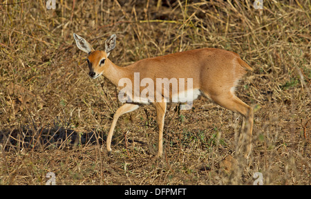 Steenbok, Kruger Park, Afrique du Sud. Banque D'Images