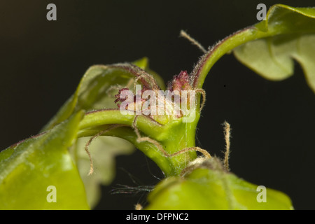 Chêne sessile, Quercus petraea Banque D'Images