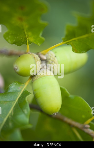 Chêne sessile, Quercus petraea Banque D'Images