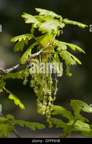 Chêne, Quercus robur Banque D'Images