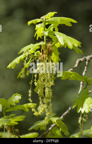 Chêne, Quercus robur Banque D'Images