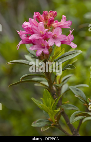 Rusty-leaved alpenrose, Rhododendron ferrugineum Banque D'Images