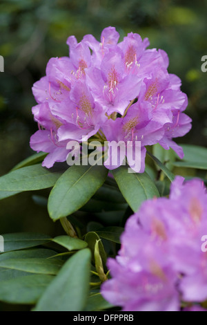 Rhododendron Banque D'Images