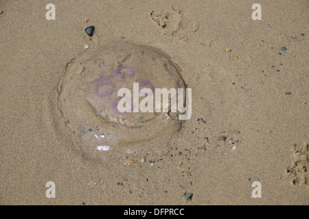 Les méduses échouées sur la plage de sable Banque D'Images