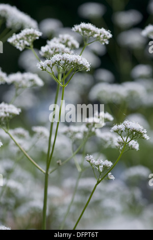 La valériane, Valeriana officinalis commune Banque D'Images