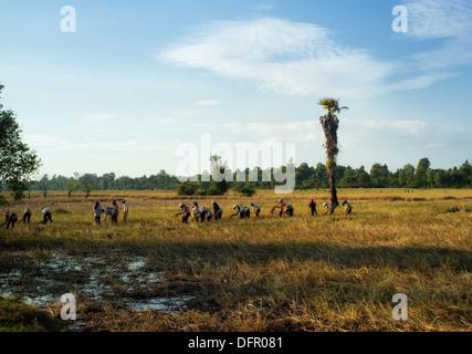 Les agriculteurs au travail dans un champ au coucher du soleil, Siem Reap, Cambodge Banque D'Images