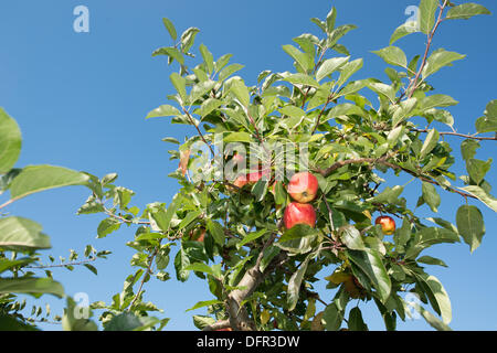 Chelmsford, Essex. 8 octobre 2013. Dans le chaud soleil d'octobre, les travailleurs de Lathcoats la récolte agricole pommes Gala dans l'un de leurs vergers. Les vendangeurs, les travailleurs saisonniers et certains membres du personnel permanent, choisissez reddest ceux sur cette reprise, permettant aux autres de poursuivre la maturation. Crédit : La Farandole Stock Photo/Alamy Live News Banque D'Images