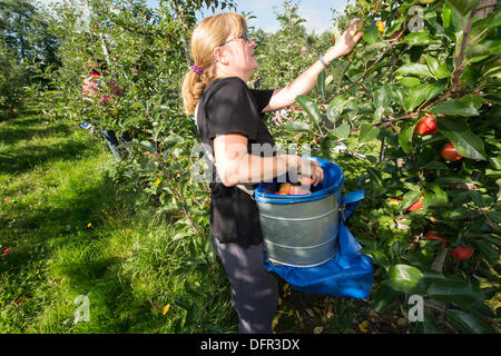 Chelmsford, Essex. 8 octobre 2013. Dans le chaud soleil d'octobre, les travailleurs de Lathcoats la récolte agricole pommes Gala dans l'un de leurs vergers. Les vendangeurs, les travailleurs saisonniers et certains membres du personnel permanent, choisissez reddest ceux sur cette reprise, permettant aux autres de poursuivre la maturation. Crédit : La Farandole Stock Photo/Alamy Live News Banque D'Images