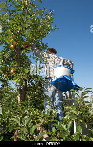 Chelmsford, Essex. 8 octobre 2013. Dans le chaud soleil d'octobre, les travailleurs de Lathcoats la récolte agricole pommes Gala dans l'un de leurs vergers. Les vendangeurs, les travailleurs saisonniers et certains membres du personnel permanent, choisissez reddest ceux sur cette reprise, permettant aux autres de poursuivre la maturation. Crédit : La Farandole Stock Photo/Alamy Live News Banque D'Images