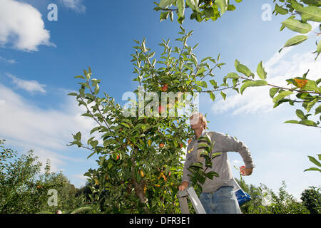 Chelmsford, Essex. 8 octobre 2013. Dans le chaud soleil d'octobre, les travailleurs de Lathcoats la récolte agricole pommes Gala dans l'un de leurs vergers. Les vendangeurs, les travailleurs saisonniers et certains membres du personnel permanent, choisissez reddest ceux sur cette reprise, permettant aux autres de poursuivre la maturation. Crédit : La Farandole Stock Photo/Alamy Live News Banque D'Images