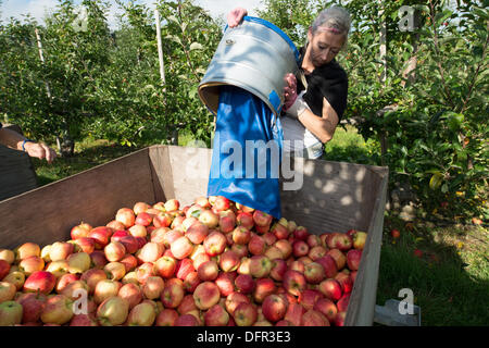Chelmsford, Essex. 8 octobre 2013. Dans le chaud soleil d'octobre, les travailleurs de Lathcoats la récolte agricole pommes Gala dans l'un de leurs vergers. Les vendangeurs, les travailleurs saisonniers et certains membres du personnel permanent, choisissez reddest ceux sur cette reprise, permettant aux autres de poursuivre la maturation. Crédit : La Farandole Stock Photo/Alamy Live News Banque D'Images