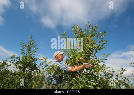 Chelmsford, Essex. 8 octobre 2013. Dans le chaud soleil d'octobre, les travailleurs de Lathcoats la récolte agricole pommes Gala dans l'un de leurs vergers. Les vendangeurs, les travailleurs saisonniers et certains membres du personnel permanent, choisissez reddest ceux sur cette reprise, permettant aux autres de poursuivre la maturation. Crédit : La Farandole Stock Photo/Alamy Live News Banque D'Images