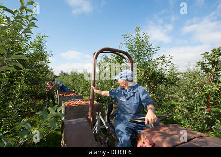 Chelmsford, Essex. 8 octobre 2013. Dans le chaud soleil d'octobre, les travailleurs de Lathcoats la récolte agricole pommes Gala dans l'un de leurs vergers. Les vendangeurs, les travailleurs saisonniers et certains membres du personnel permanent, choisissez reddest ceux sur cette reprise, permettant aux autres de poursuivre la maturation. Crédit : La Farandole Stock Photo/Alamy Live News Banque D'Images