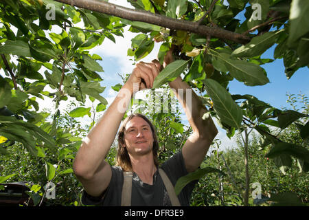 Chelmsford, Essex. 8 octobre 2013. Dans le chaud soleil d'octobre, les travailleurs de Lathcoats la récolte agricole pommes Gala dans l'un de leurs vergers. Les vendangeurs, les travailleurs saisonniers et certains membres du personnel permanent, choisissez reddest ceux sur cette reprise, permettant aux autres de poursuivre la maturation. Crédit : La Farandole Stock Photo/Alamy Live News Banque D'Images